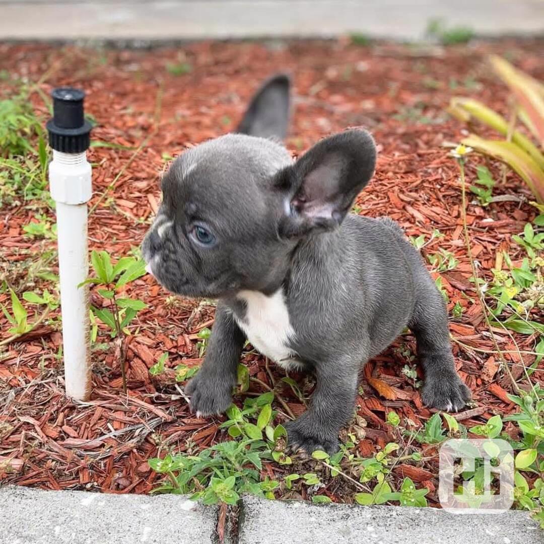 Nádherná štěňata, štěňata buldoků - foto 1