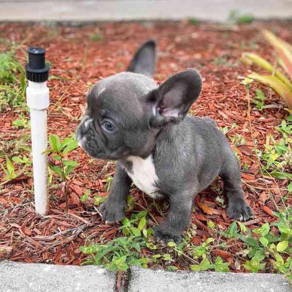 Nádherná štěňata, štěňata buldoků