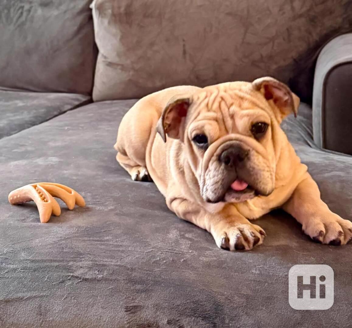 Milující anglický buldok hledá starostlivý domov navždy 🐾 - foto 1