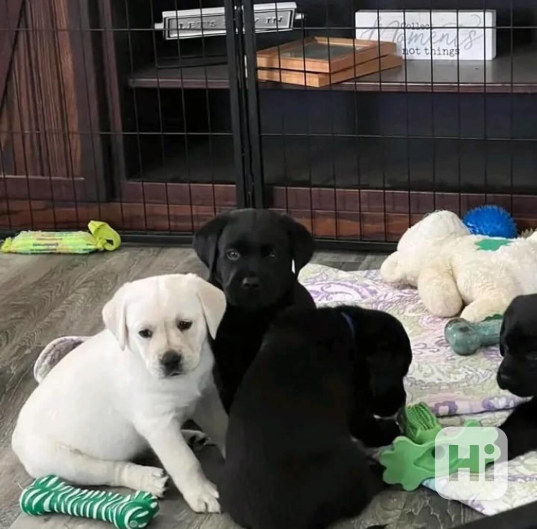 Rozkošná štěňata labradora - foto 1