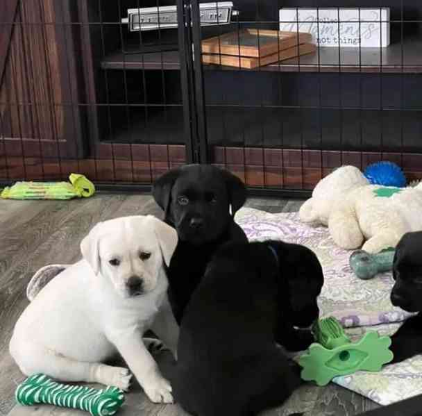 Rozkošná štěňata labradora - foto 1