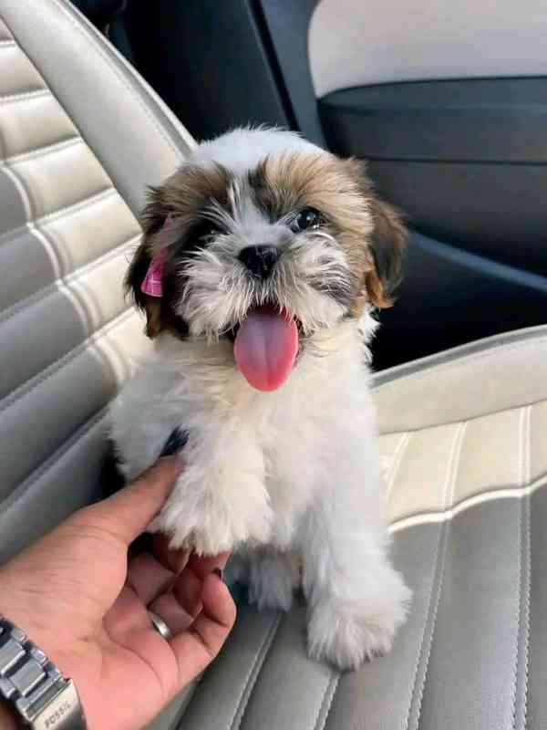 Shih-tzu s PP - foto 2