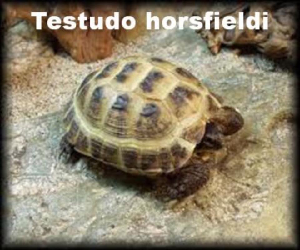 Želva stepní - Testudo horsfieldi - foto 1