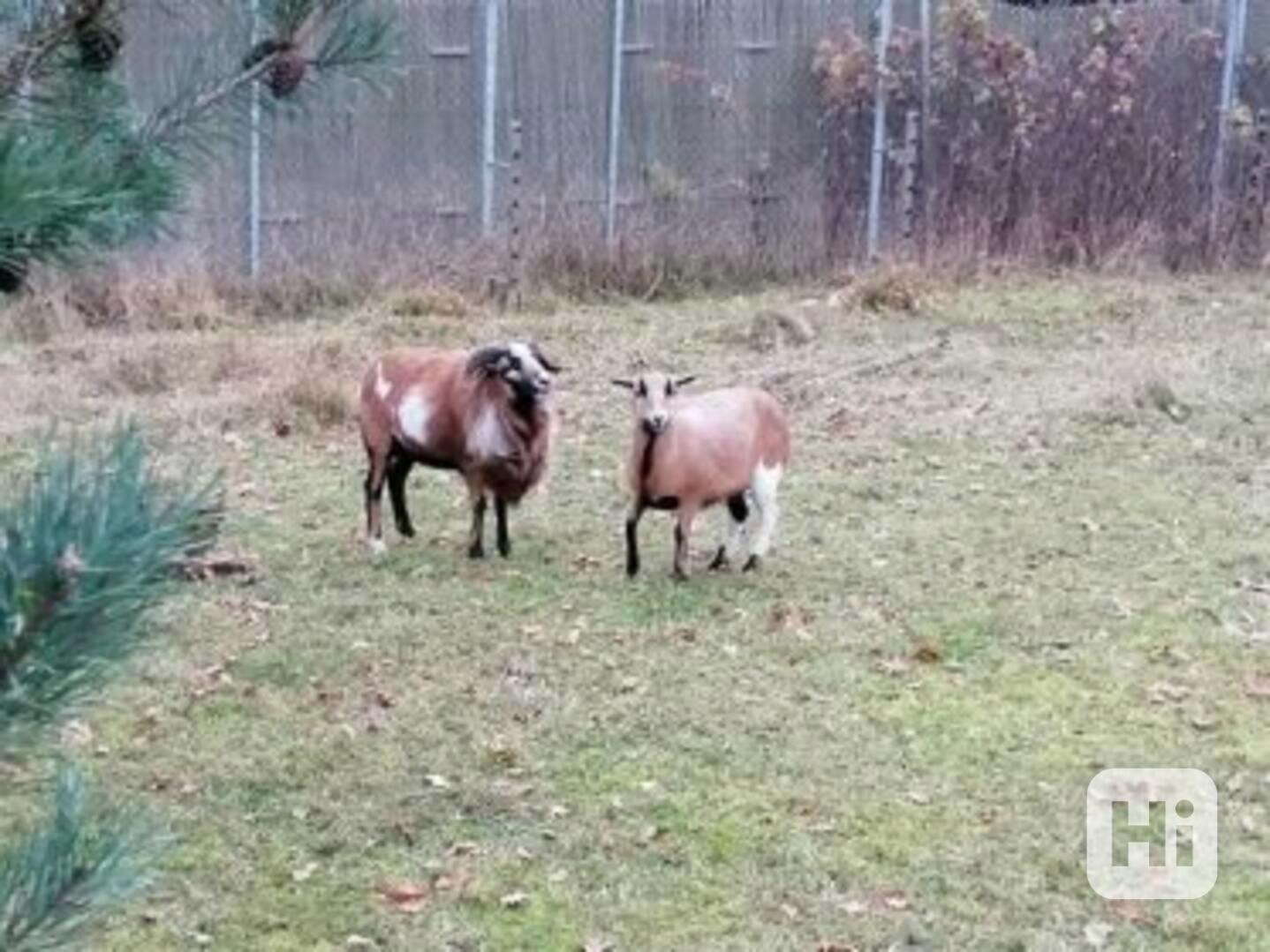 Kamerunské ovečky - foto 1