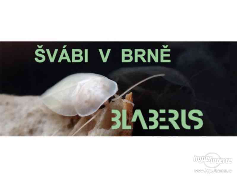 Šváb argentinský Blaptica dubia z kolonie BLABERUS - foto 1