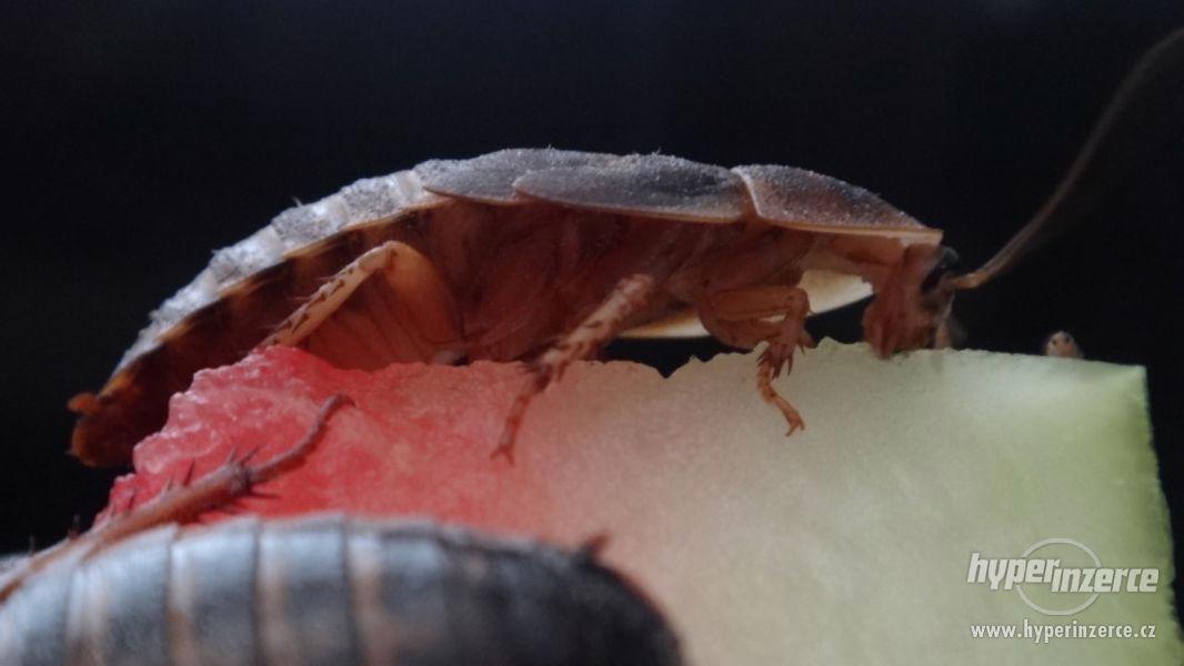 Šváb argentinský Blaptica dubia z kolonie BLABERUS - foto 6