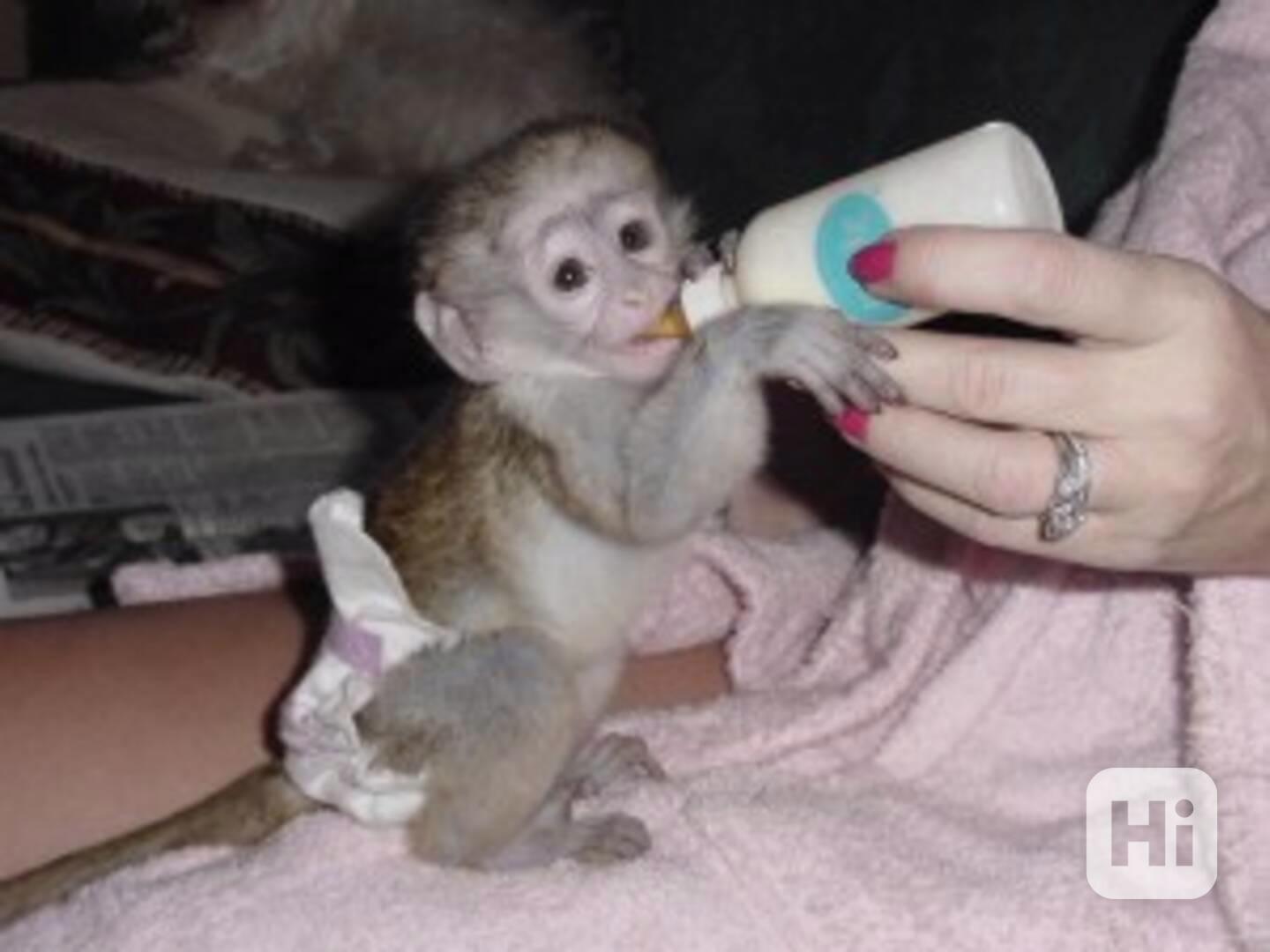 3měsíční opička Je registrovaná a má všechny zdravotní a vet - foto 1