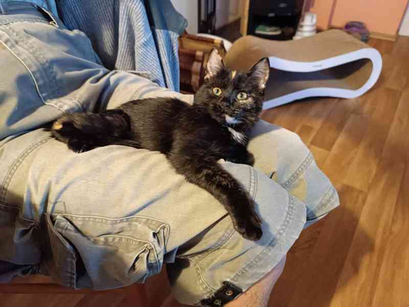 Miloučká 4měsíční želvovinová Betty hledá - foto 3