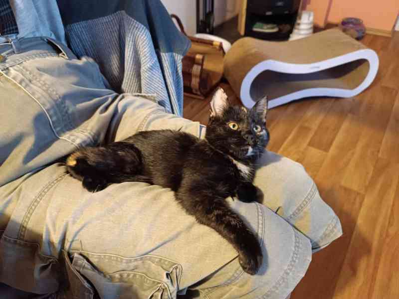 Miloučká 4měsíční želvovinová Betty hledá - foto 2