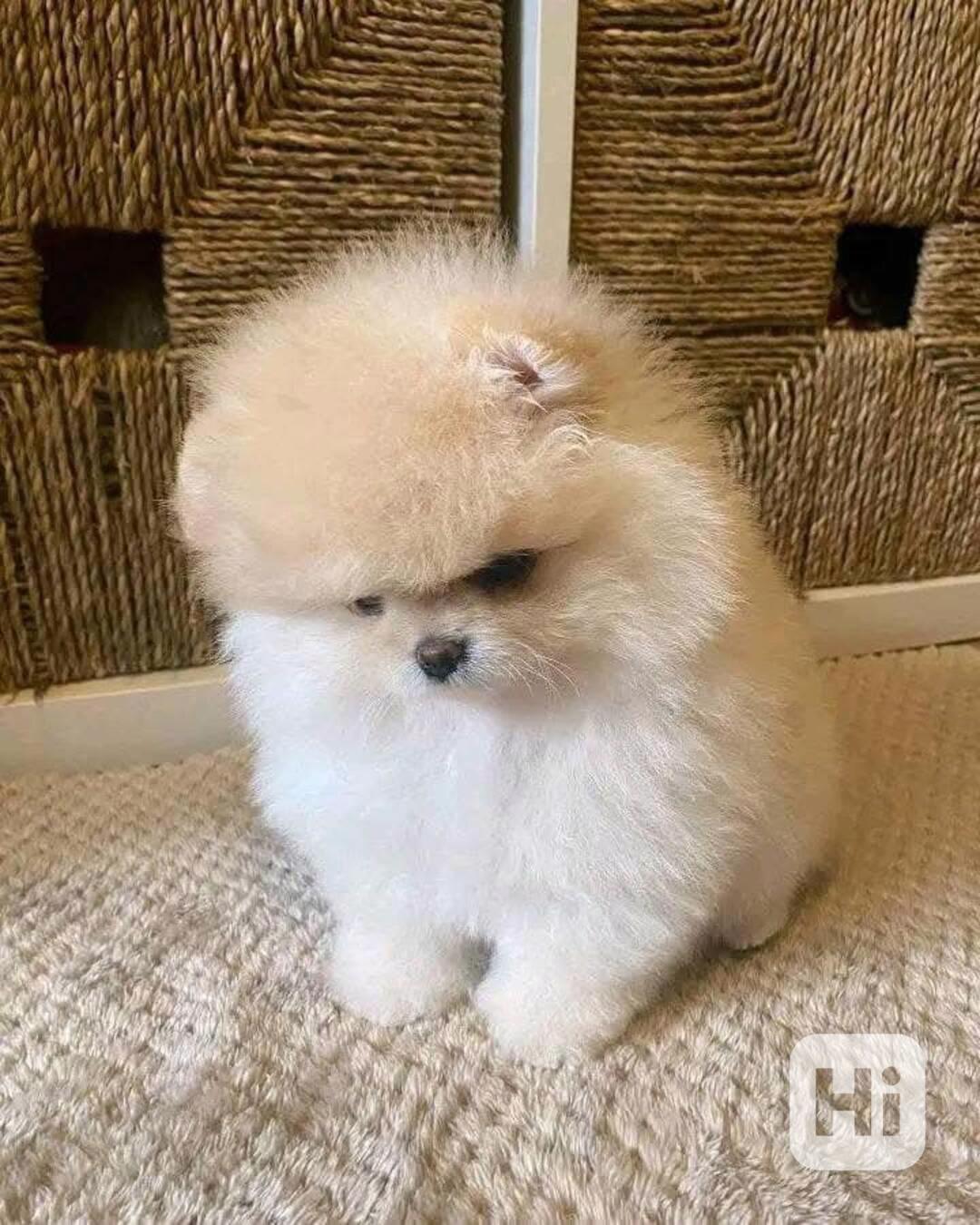 Fenka a pejsek Pomeranian - foto 1