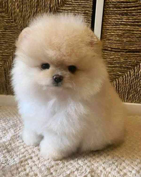 Fenka a pejsek Pomeranian - foto 2