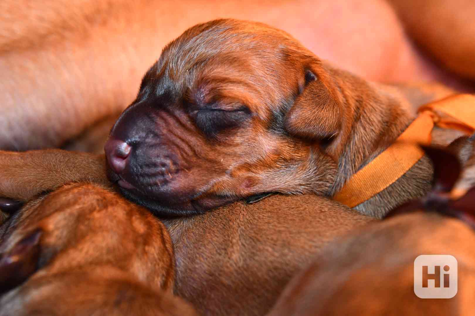Rhodeský Ridgeback - vymazlená štěňátka s PP - foto 1