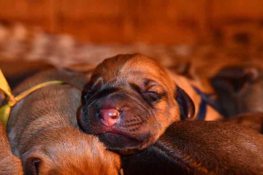 Rhodeský Ridgeback - vymazlená štěňátka s PP - foto 5