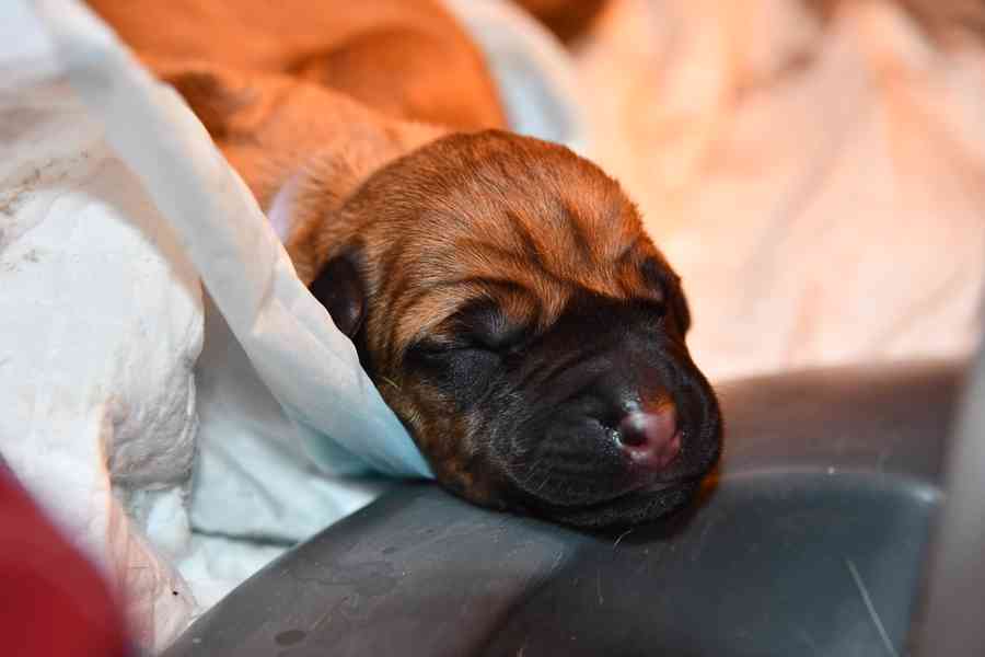 Rhodeský Ridgeback - vymazlená štěňátka s PP - foto 6