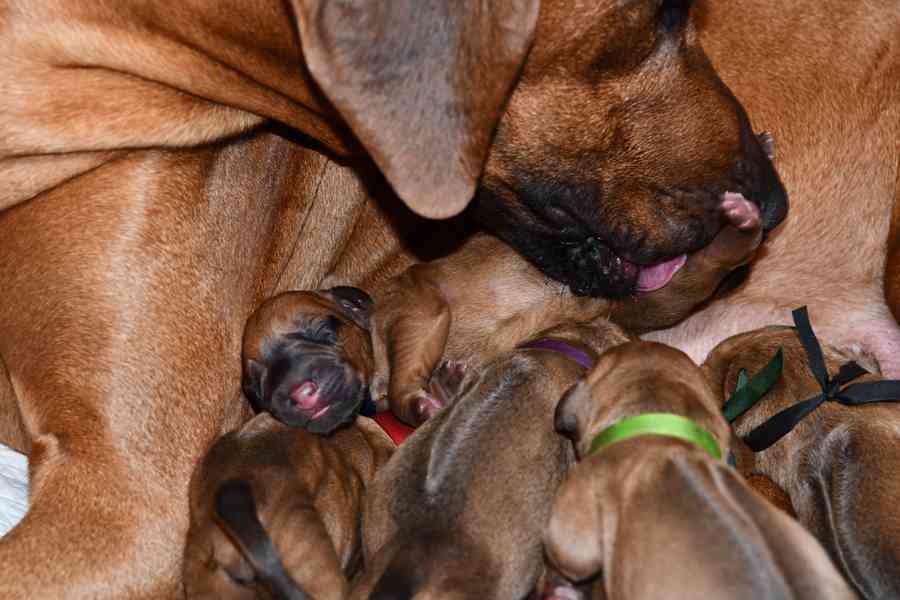 Rhodeský Ridgeback - vymazlená štěňátka s PP - foto 7