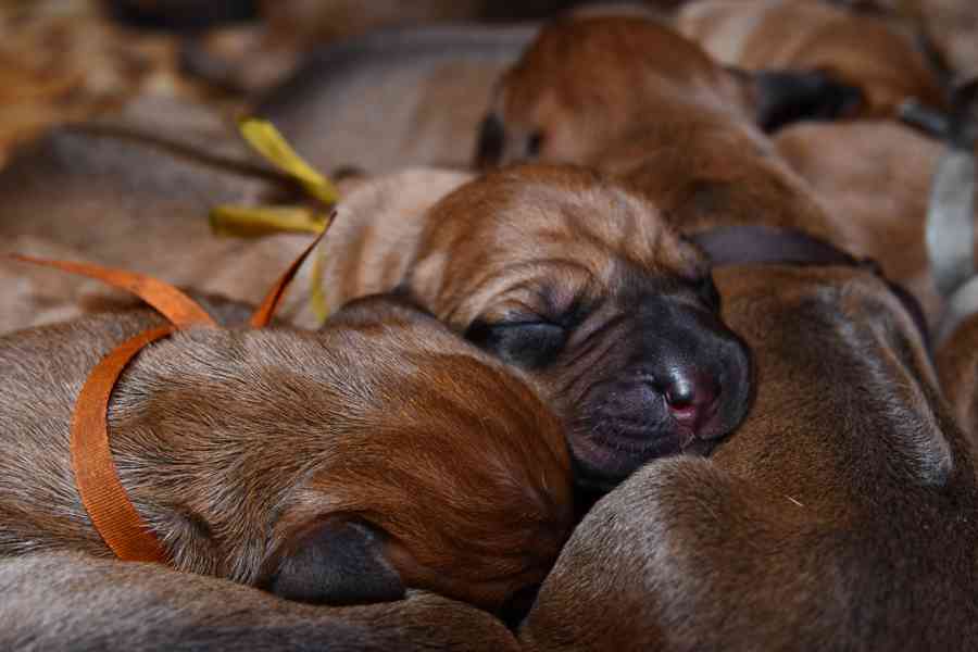 Rhodeský Ridgeback - vymazlená štěňátka s PP - foto 3