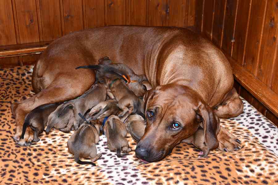 Rhodeský Ridgeback - vymazlená štěňátka s PP - foto 2