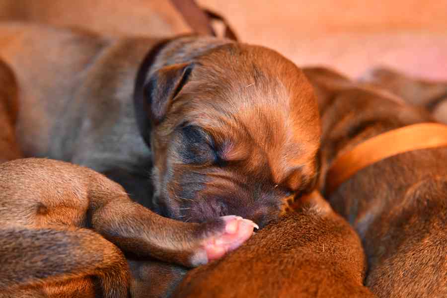 Rhodeský Ridgeback - vymazlená štěňátka s PP - foto 4