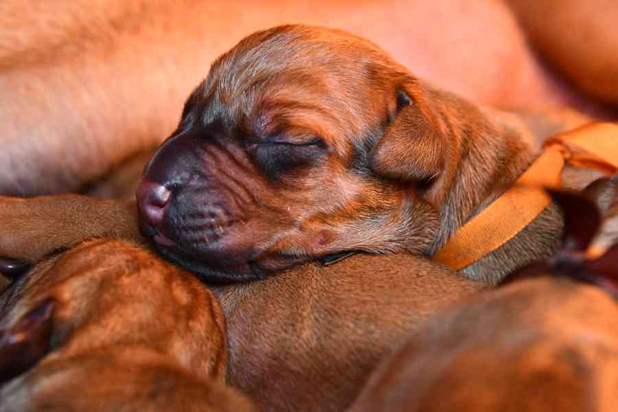 Rhodeský Ridgeback - vymazlená štěňátka s PP - foto 1