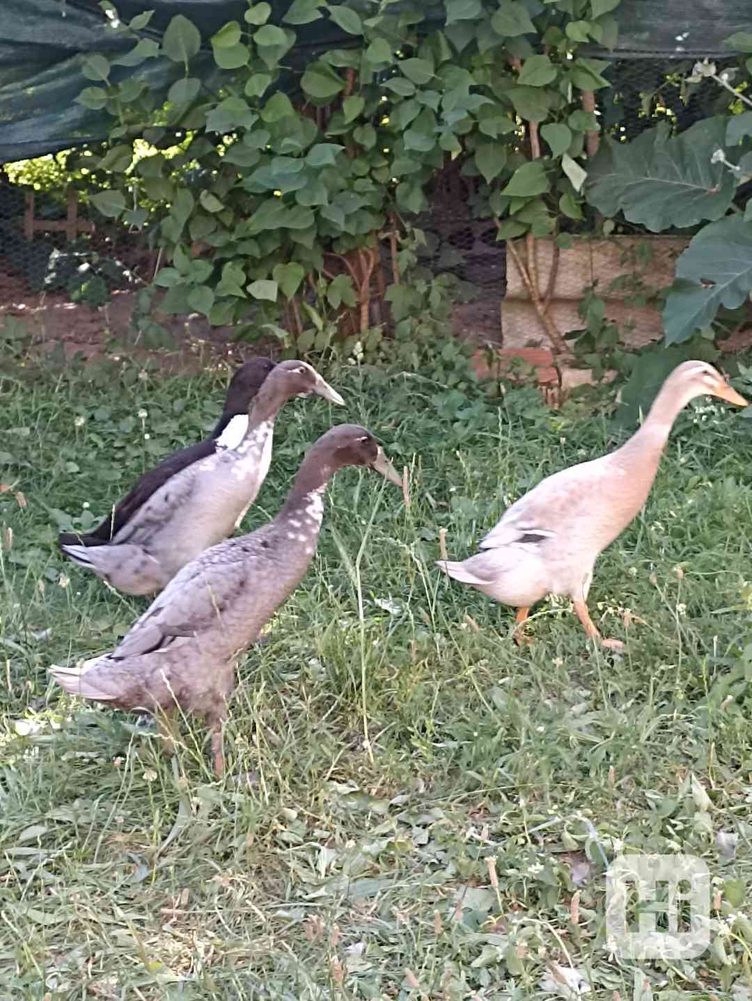 indický běžec - foto 1