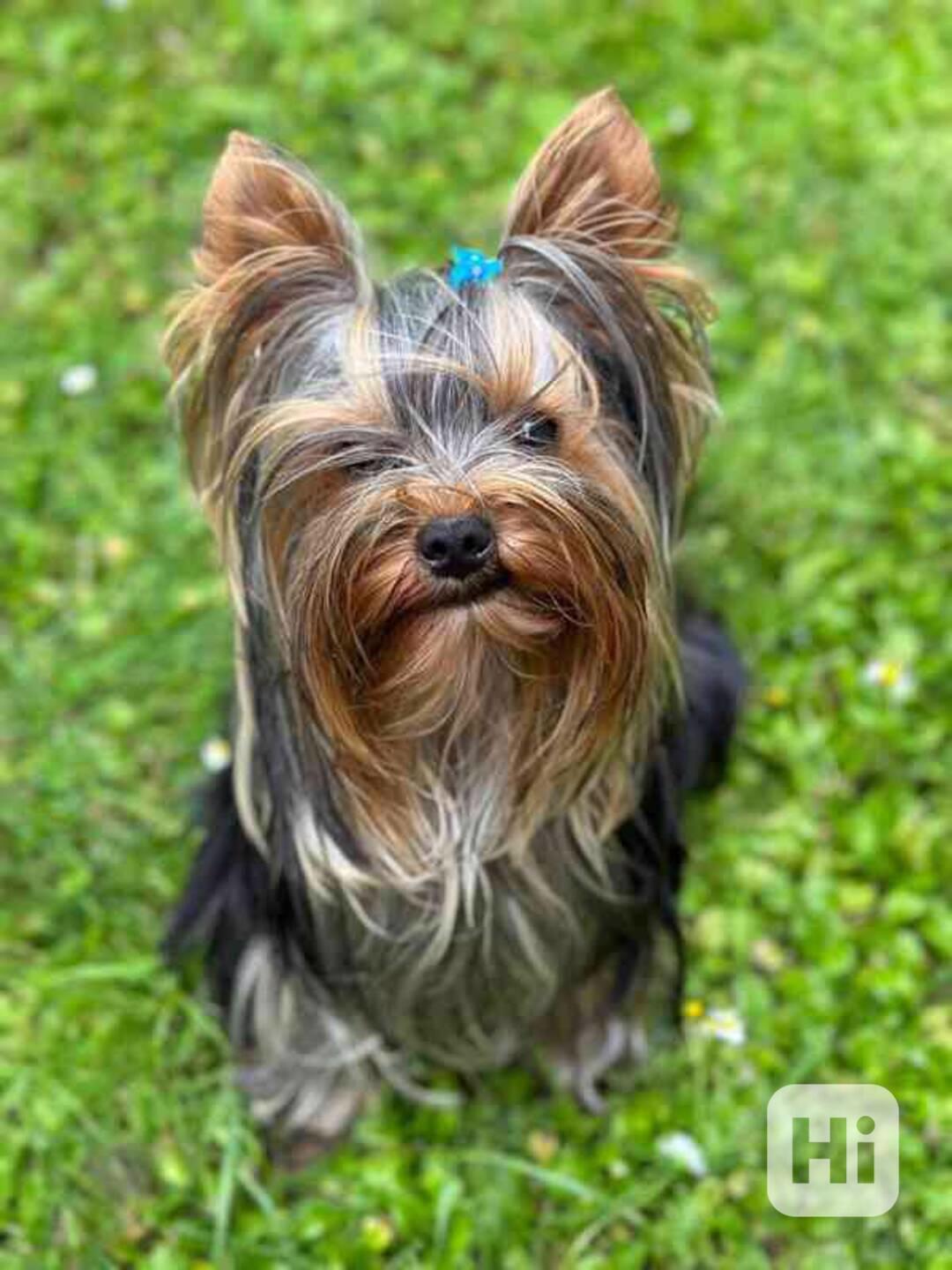Pejsek ke krytí - foto 1