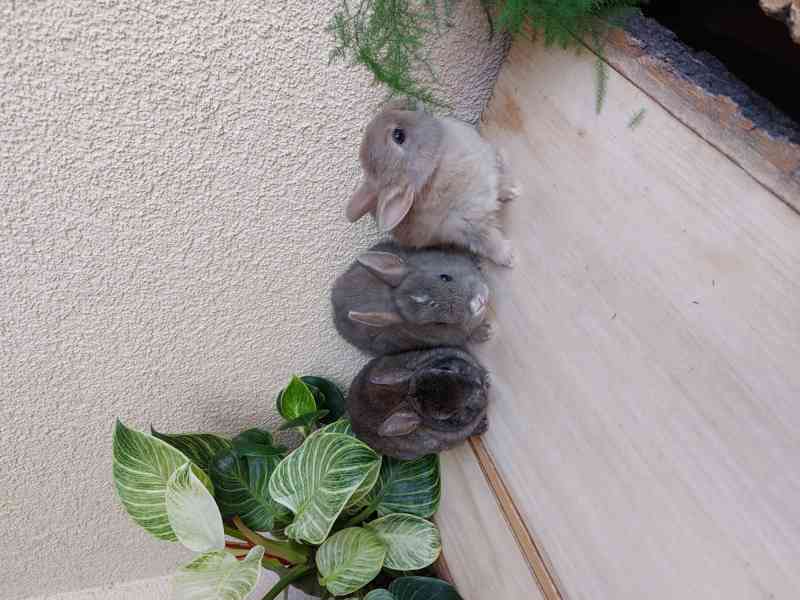 Zakrslý králík hladkosrstý - foto 3