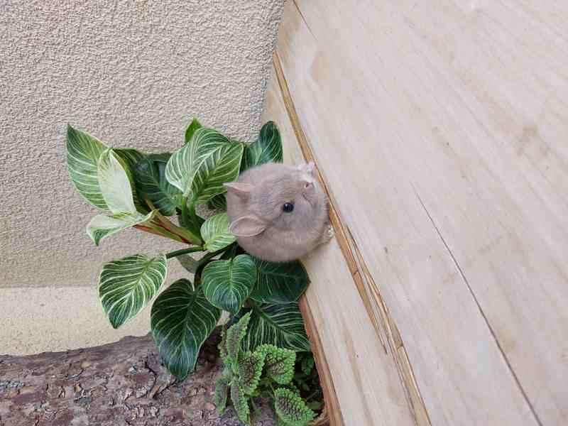 Zakrslý králík hladkosrstý - foto 11