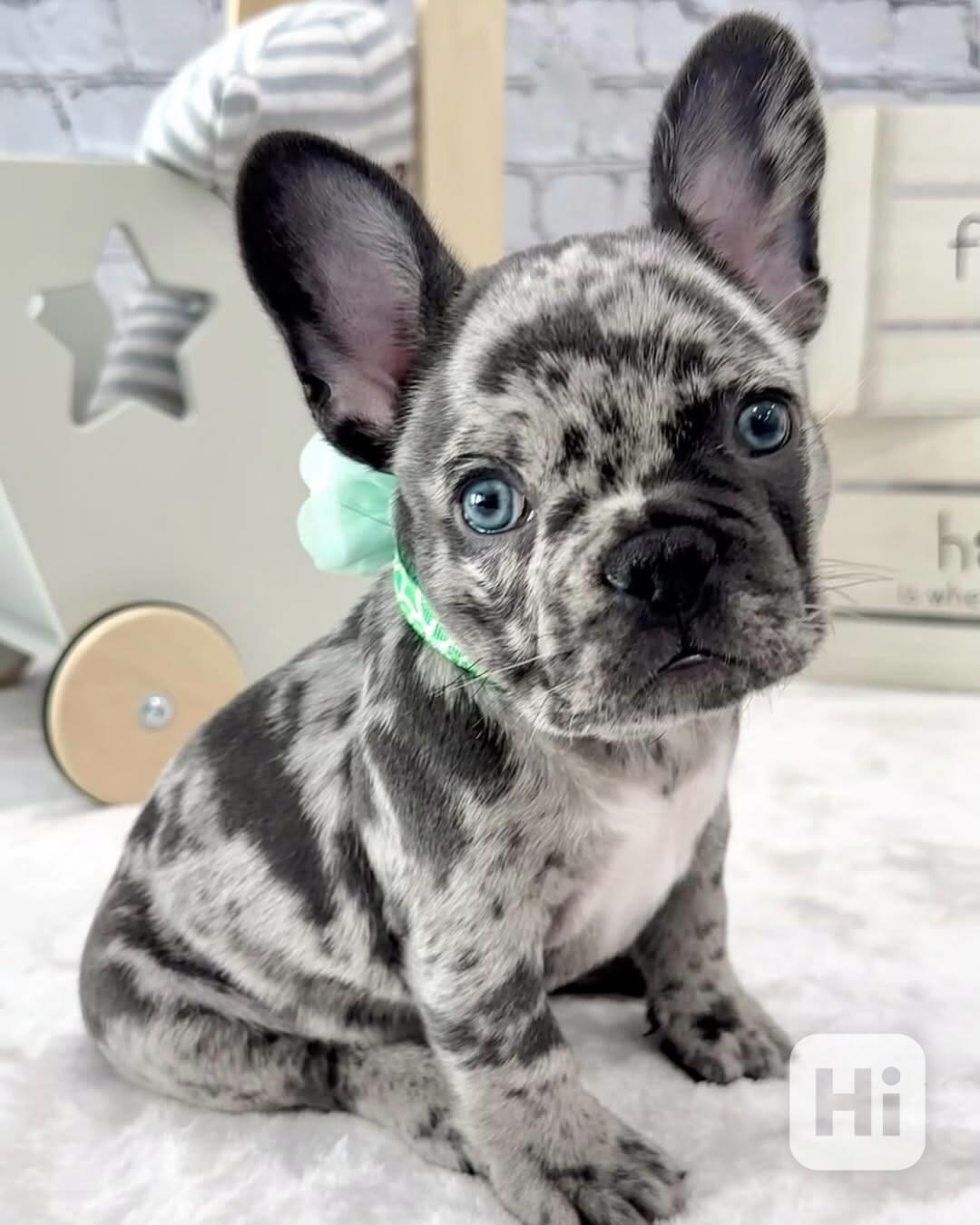 Štěňata francouzského buldoka AKC (psi a feny) - foto 1