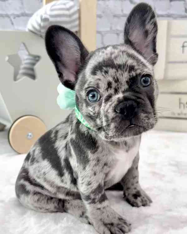 Štěňata francouzského buldoka AKC (psi a feny)