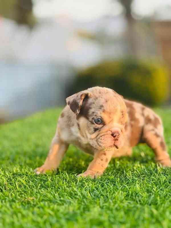 OKOUZLUJÍCÍ ŠTĚŇATA ANGLICKÉHO BULDOGA - foto 1