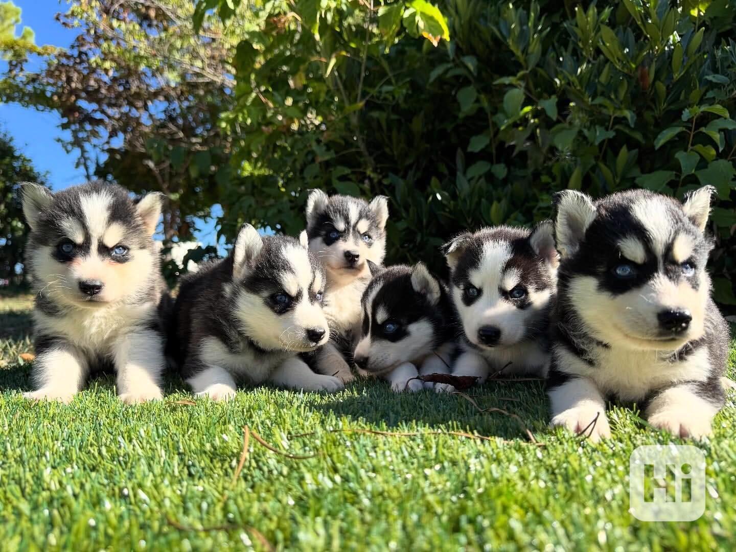 ❄️🐺 Krásná štěňata sibiřského huskyho - foto 1
