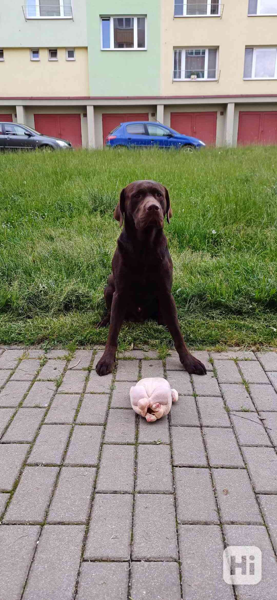 Čokoládový labradorský retrívr ke krytí  - foto 1