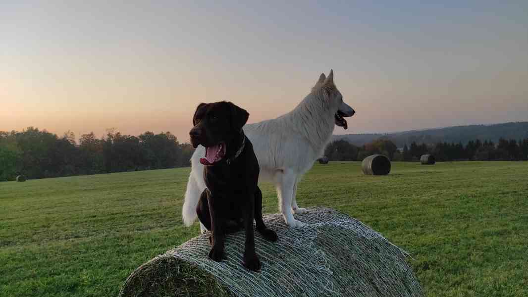 Čokoládový labradorský retrívr ke krytí  - foto 3