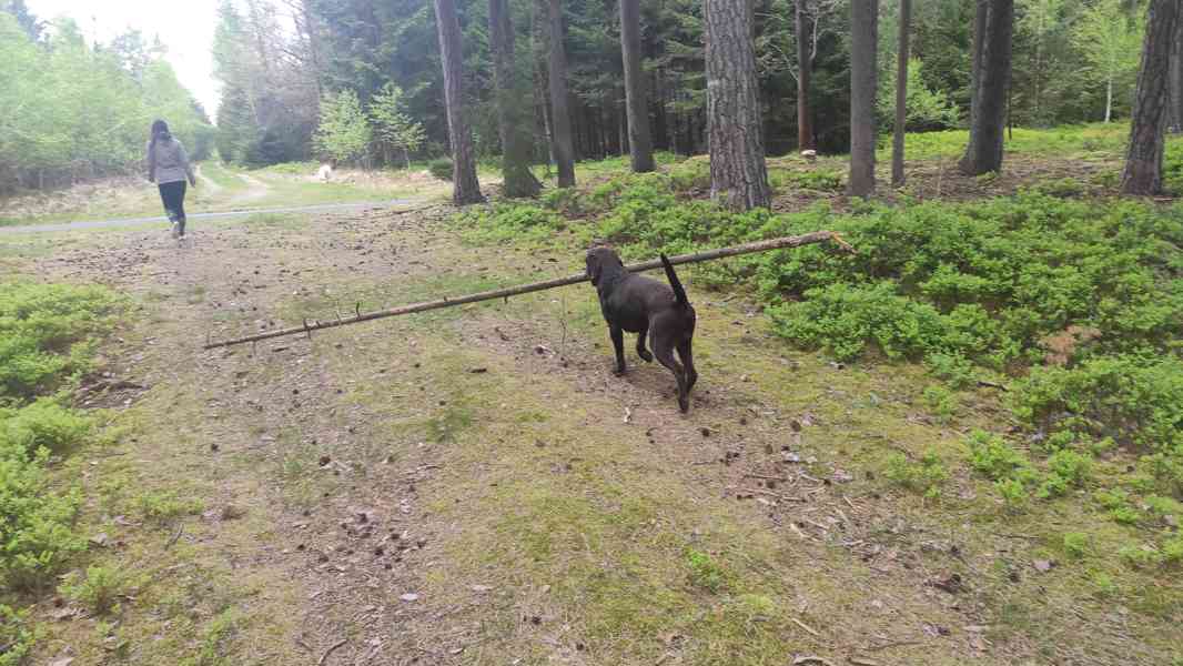 Čokoládový labradorský retrívr ke krytí  - foto 2