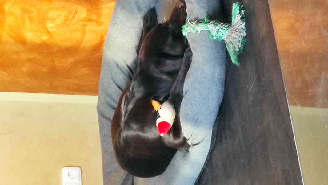 Čokoládový labradorský retrívr ke krytí  - foto 6