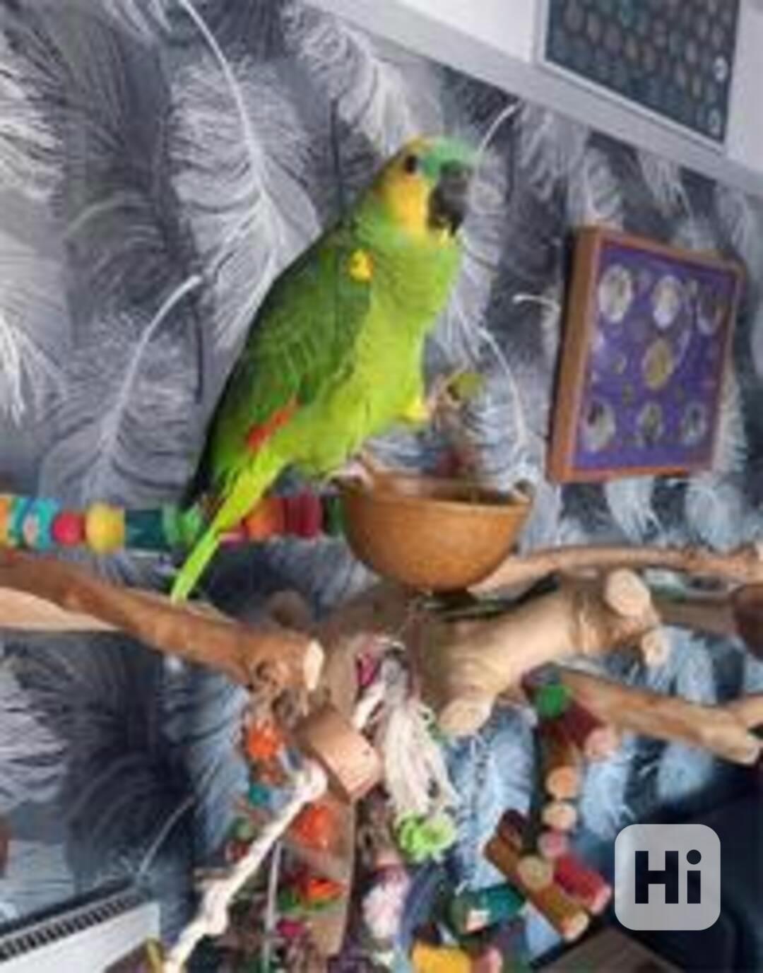 Papoušci amazonští modří s klecí a stromem - foto 1
