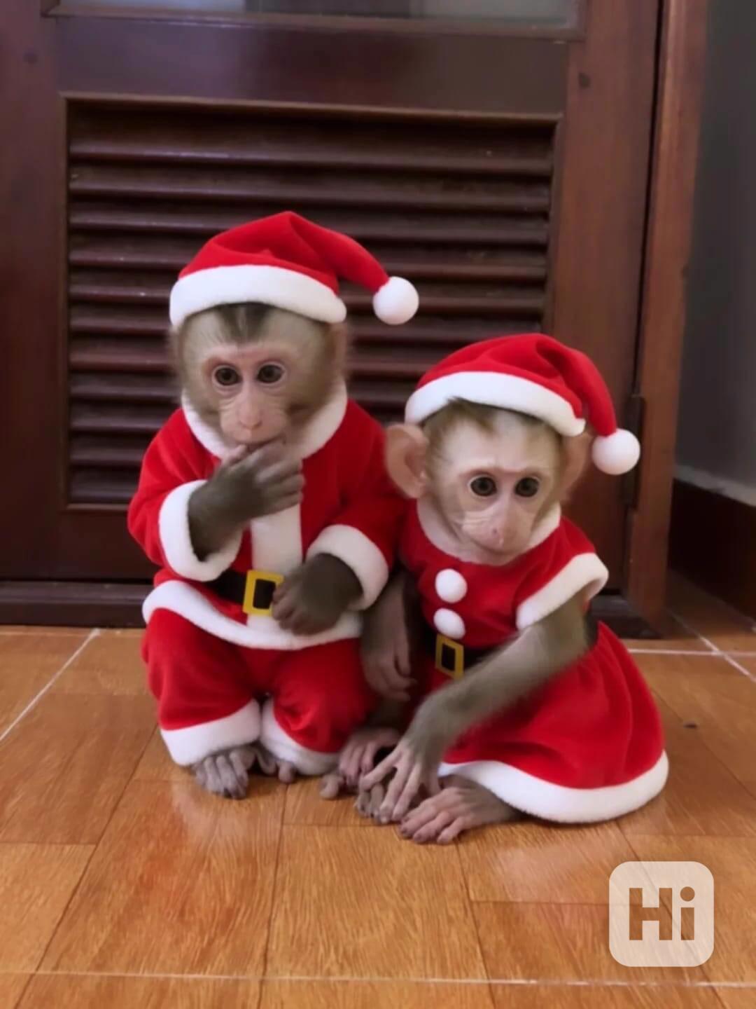 🐒 Přátelská opička s copánkem na prodej - foto 1