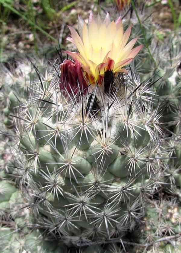 semena kaktus Coryphantha durangensis  Rodeo Nazas