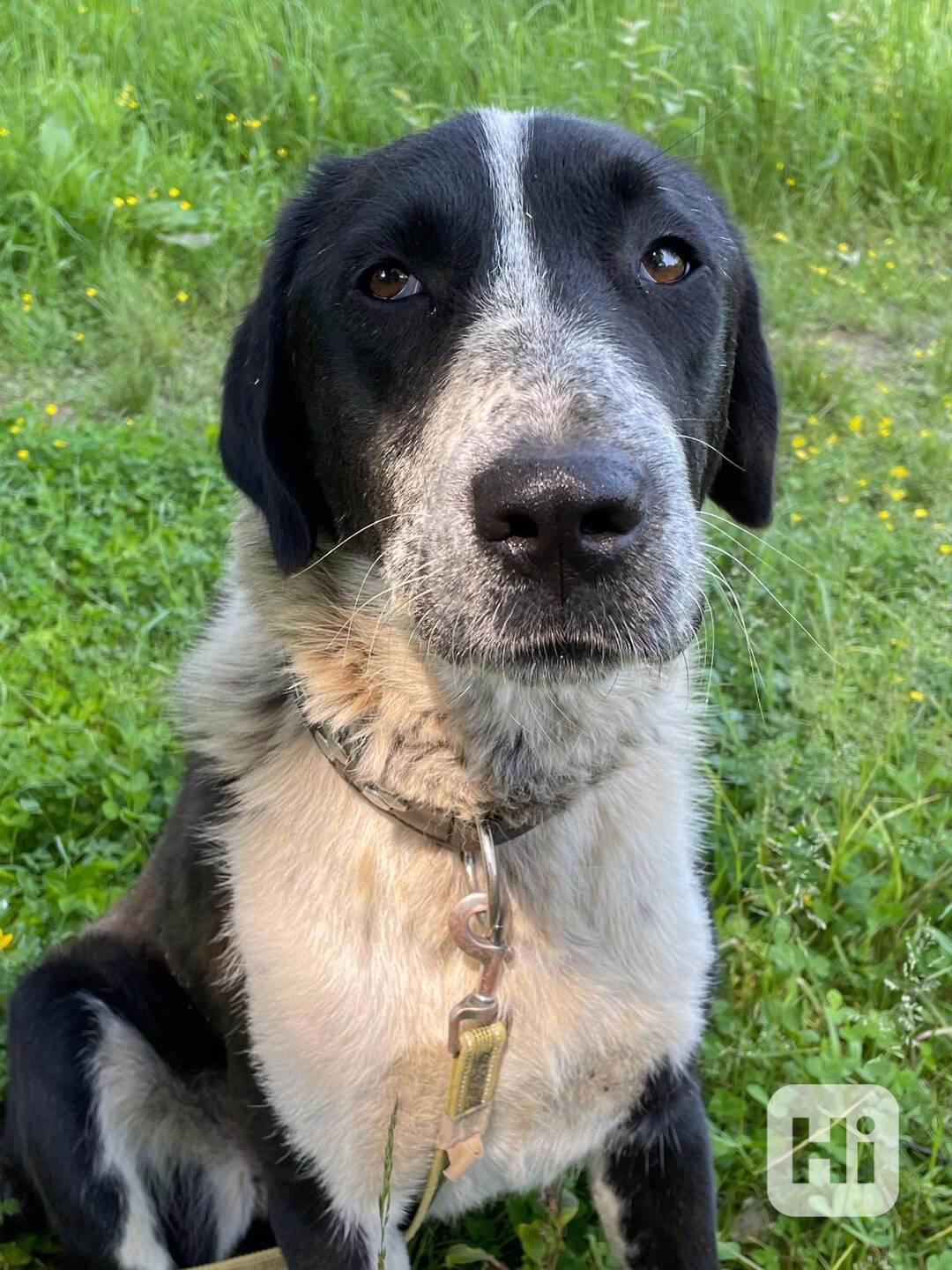 LADY - kastrovaná fenečka 1,5 roku  - foto 1