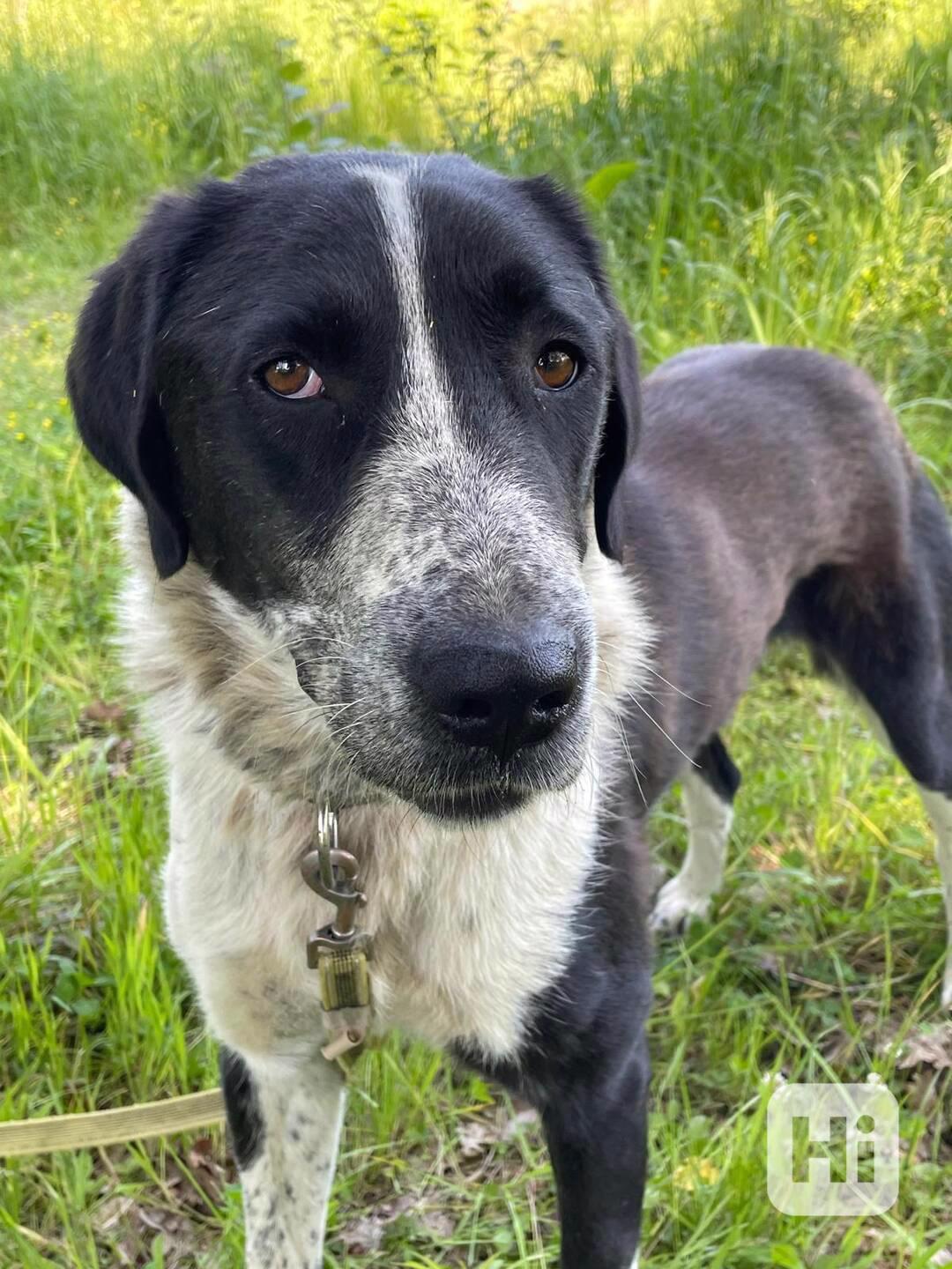 LADY - kastrovaná fenečka 1,5 roku  - foto 1