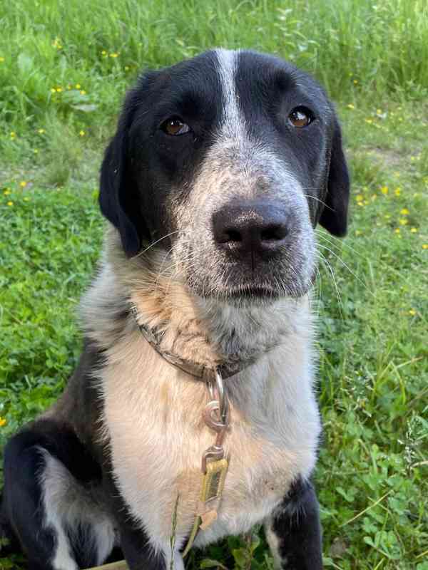 LADY - kastrovaná fenečka 1,5 roku - foto 1