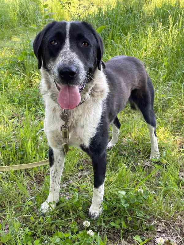 LADY - kastrovaná fenečka 1,5 roku  - foto 4