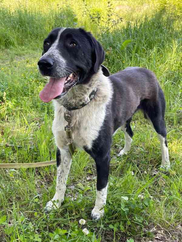 LADY - kastrovaná fenečka 1,5 roku  - foto 3