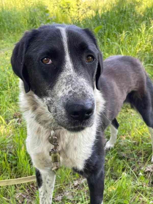 LADY - kastrovaná fenečka 1,5 roku  - foto 2