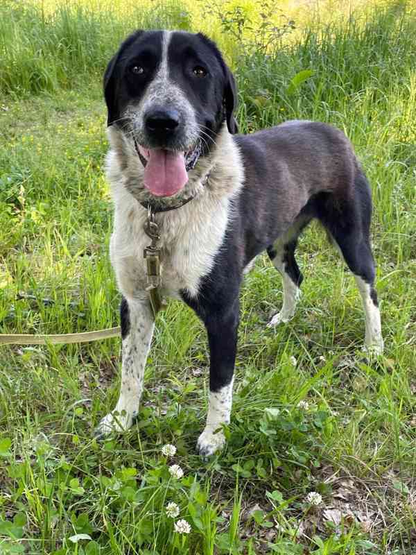 LADY - kastrovaná fenečka 1,5 roku  - foto 7