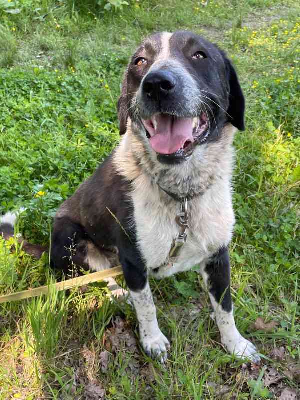 LADY - kastrovaná fenečka 1,5 roku  - foto 6