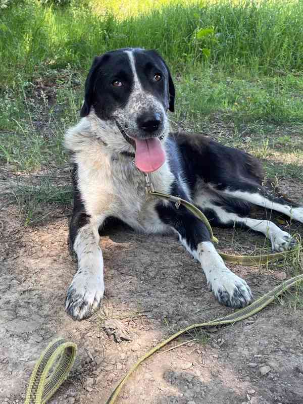 LADY - kastrovaná fenečka 1,5 roku  - foto 5
