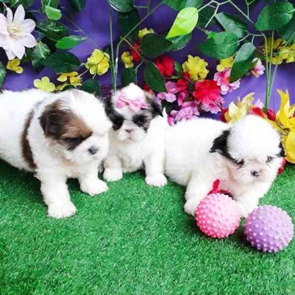 štěňátka shih tzu k adopci zdarma