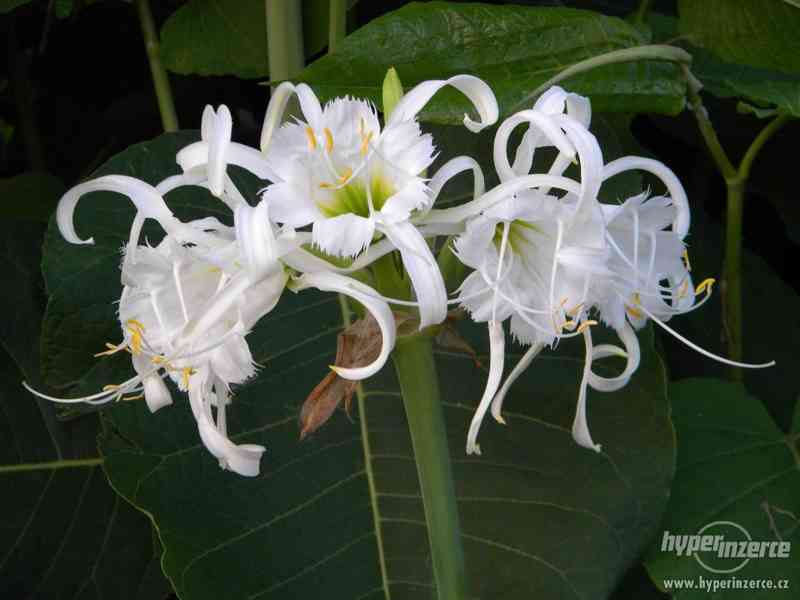 nenáročná exotická květina- Hymenocallis - foto 1