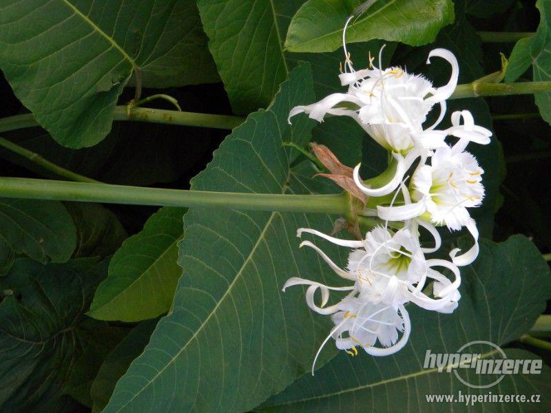 nenáročná exotická květina- Hymenocallis - foto 2